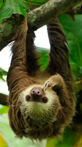 Sloth
