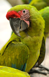 araambigua